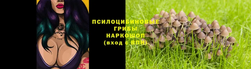 кракен рабочий сайт  Шагонар  Псилоцибиновые грибы MAGIC MUSHROOMS 